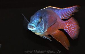Protomelas taeniolatus 'Senga Point'