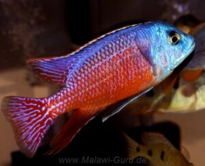 Protomelas taeniolatus 'Senga Point'