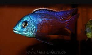 Protomelas taeniolatus 'Senga Point'