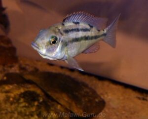 Protomelas taeniolatus 'Senga Point'