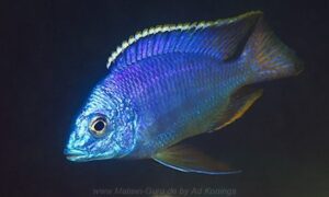 Protomelas taeniolatus 'Thumbi West Island'