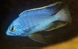 Protomelas taeniolatus 'Thumbi West Island'