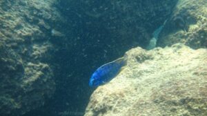 Protomelas taeniolatus 'Zimbawe Rock'
