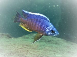 Protomelas taeniolatus 'Zimbawe Rock'