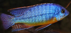 Protomelas virgatus