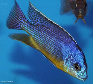 Protomelas virgatus 'Harbour Island'