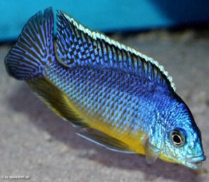 Protomelas virgatus 'Harbour Island'