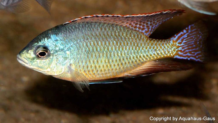 Protomelas virgatus 'Kanchedza Island''Kanchedza Island' Protomelas virgatus 'Kanchedza Island'