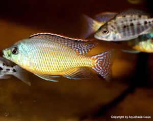 Protomelas virgatus 'Kanchedza Island'