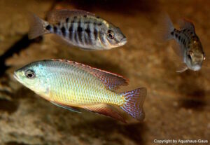 Protomelas virgatus 'Kanchedza Island'