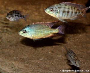 Protomelas virgatus 'Kanchedza Island'