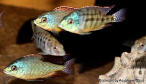 Protomelas virgatus 'Kanchedza Island'