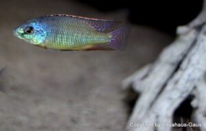 Protomelas virgatus 'Kanchedza Island'
