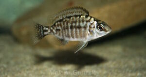 Protomelas virgatus 'Kanchedza Island'