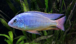 Protomelas virgatus 'Namalenje Island'