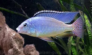Protomelas virgatus