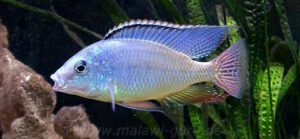 Protomelas virgatus 'Namalenje Island'