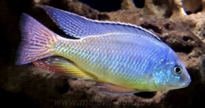 Protomelas virgatus 'Namalenje Island'