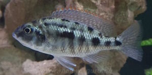 Protomelas virgatus 'Namalenje Island'