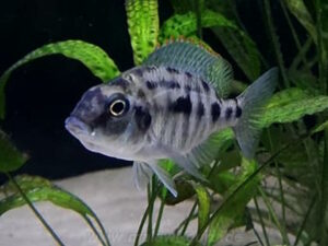 Protomelas virgatus 'Namalenje Island'