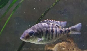 Protomelas virgatus 'Namalenje Island'
