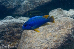 Pseudotropheus sp. 'aggressive yellow fin' Machili Island