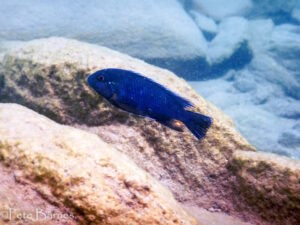 Pseudotropheus sp. 'lucerna blue mozambique' Border