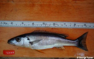 Rhamphochromis longiceps 'Manda'
