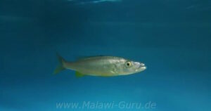 Rhamphochromis sp. 'chilingali'
