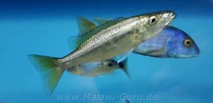 Rhamphochromis-Arten-Galerie