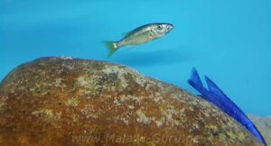 Rhamphochromis sp. 'chilingali'