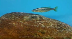 Rhamphochromis sp. 'chilingali'