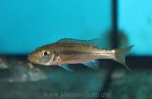 Rhamphochromis sp. 'chilingali'