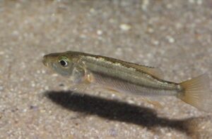 Rhamphochromis sp. 'chilingali'