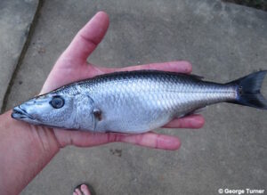 Rhamphochromis sp. 'grey' Nkhata Bay