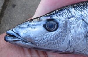 Rhamphochromis sp. 'grey' Nkhata Bay