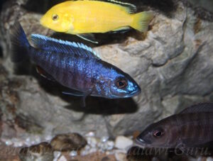 Sciaenochromis fryeri 'Chinyamwezi Island'