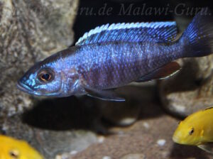 Sciaenochromis fryeri 'Chinyamwezi Island'