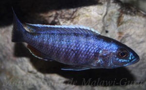 Sciaenochromis fryeri 'Chinyamwezi Island'