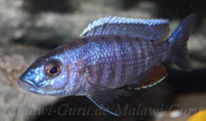 Sciaenochromis fryeri 'Chinyamwezi Island'