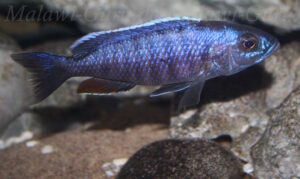 Sciaenochromis fryeri 'Chinyamwezi Island'