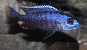 Sciaenochromis fryeri 'Chinyamwezi Island'