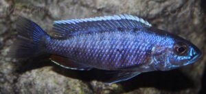 Sciaenochromis fryeri 'Chinyamwezi Island'