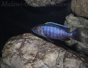 Sciaenochromis fryeri 'Chinyamwezi Island'