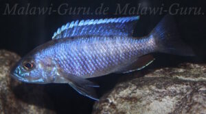 Sciaenochromis fryeri 'Chinyamwezi Island'