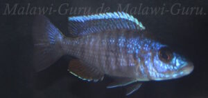 Sciaenochromis fryeri 'Chinyamwezi Island'
