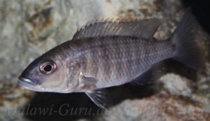 Sciaenochromis fryeri