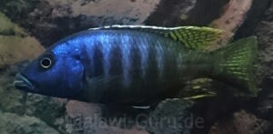 Sciaenochromis ahli