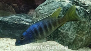 Sciaenochromis ahli