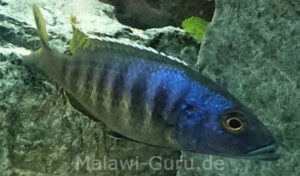 Sciaenochromis ahli 'Chimwalani Reef'